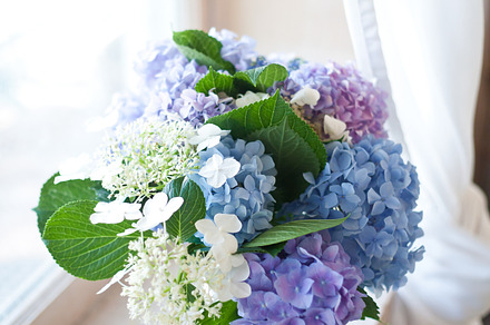 Blue and purple flowers, a Background Photo by Stocklane