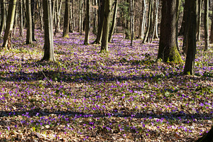 Violet Crocus heuffelianus (Crocus vernus) flowers in spring for, a Nature Photo by YuriyB