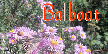 Balboat