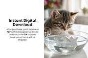 Cat Stock Photos Bundle, an Animal Photo by Selenique Studio (Thumbnail 4 of 12)
