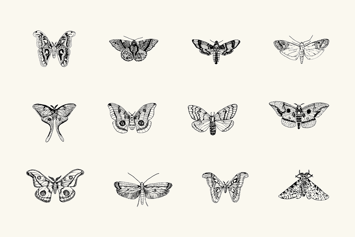 Hand Drawn Moth Illustrations, a Graphic by mollydeering
