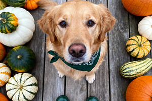 Cozy Autumn Vibes: Golden Retriever, an Animal Photo by Virgo Studio