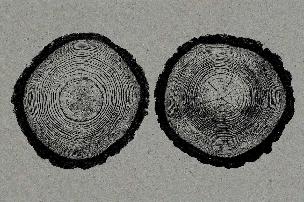 26 Large Tree Ring Textures, a Texture Graphic by Offset (Photo 3 of 16)