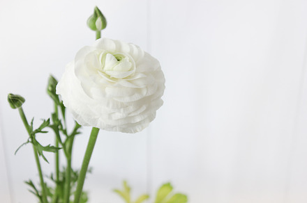 Ranunculus stock photograph