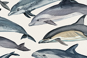 Dolphins Watercolor Clip Art & Print, an Education Illustration by Tati Bordiu (Thumbnail 4 of 4)