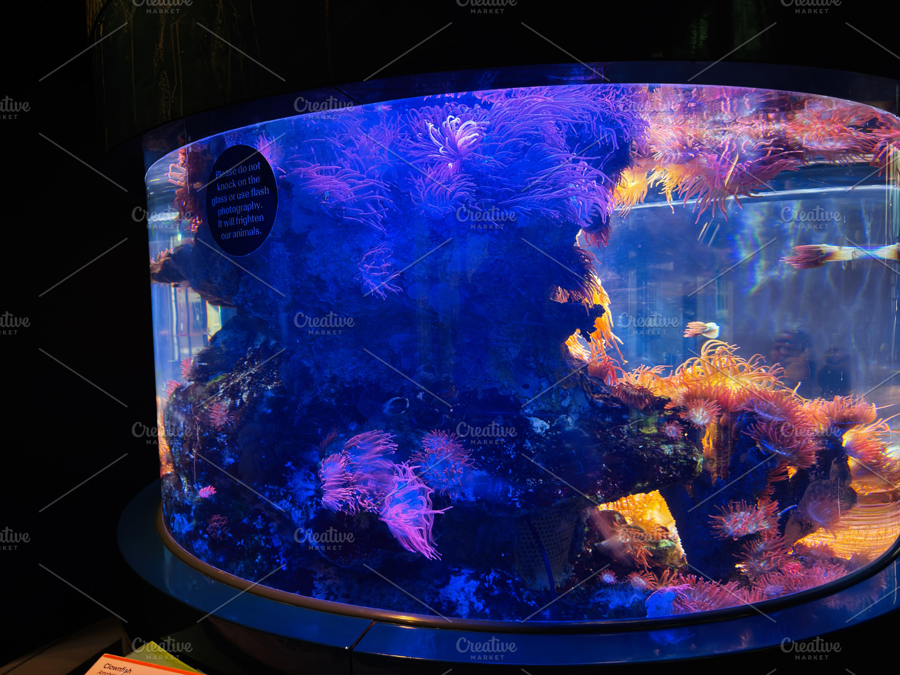 Colorful sea anemones and coral reef display in a cylindrical aq, a Photo by AS photostudio