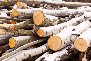 Freshly cut birch timber in winter, an Industrial Photo by BOOCYS