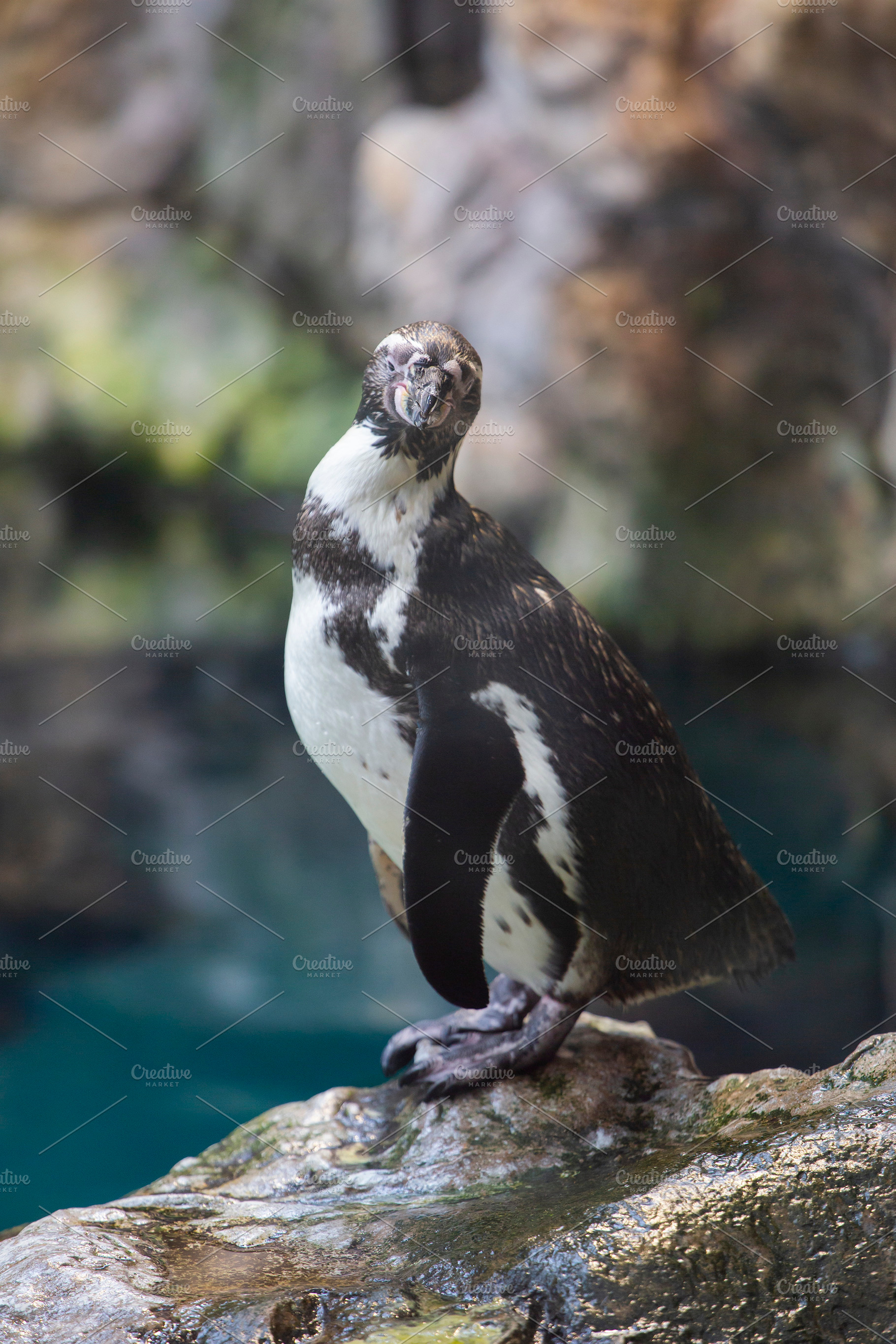 penguins walk in a crowd on the ice., a Photo by Pictures for you!!!!!!!!!