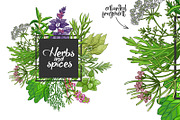 Green spices and herbs templates, a Food Illustration by Primula`s shop (Thumbnail 4 of 4)