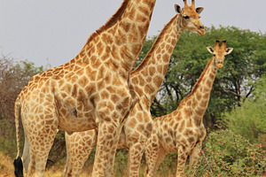 Giraffe Symmetry - African Wildlife