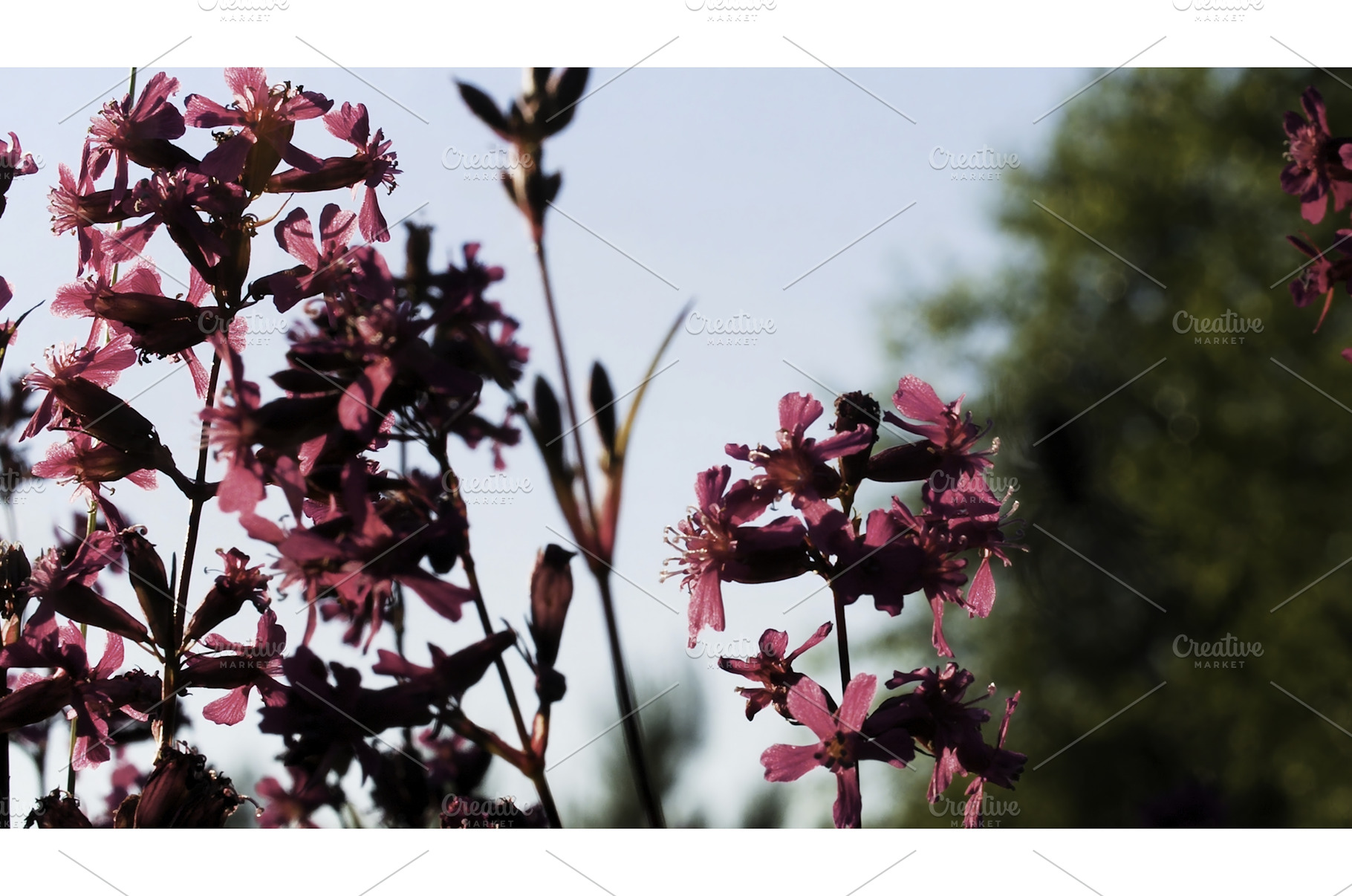 Macro photography. Creative, a Nature Photo by Media Whale Stock