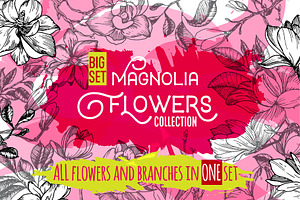 Magnolia flowers. Engraving style.