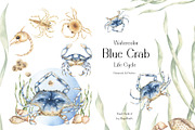 Watercolor Blue Crab Life Cycle Set, an Education Illustration by MayaNavits (Thumbnail 1 of 8)