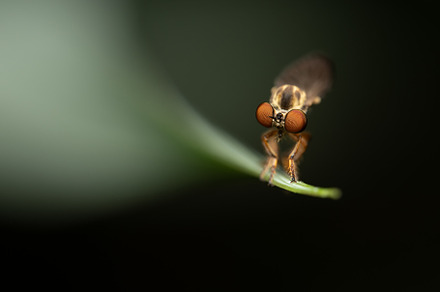 Holcocephala fuscaOr Robber Fly, an Animal Photo by Clinton Weaver
