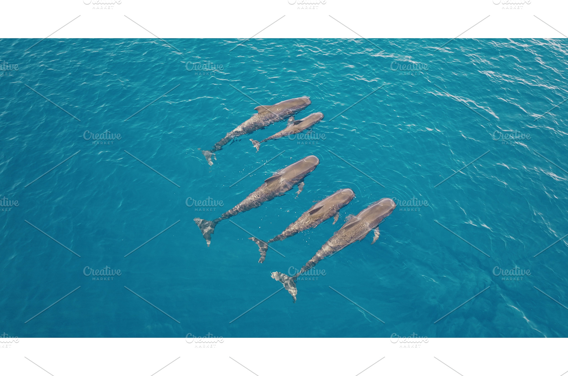 Family of pilot whales swimming in, an Animal Photo by Goinyk