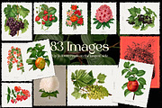 Vintage Flowers & Fruits Ephemera, a Graphic by Craftsy Crafters (Thumbnail 3 of 6)