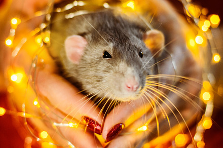 Fancy rat sitting in girl's hands featuring rat, fancy, and pet