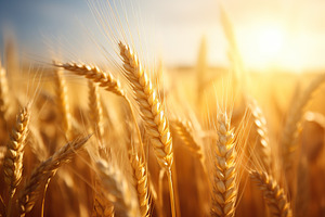 Closeup of wheat field, a Nature Photo by AlyaAnd