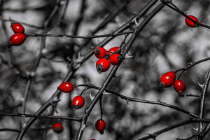 The Magic of Autumn #8, a Nature Photo by jakub_kopecky