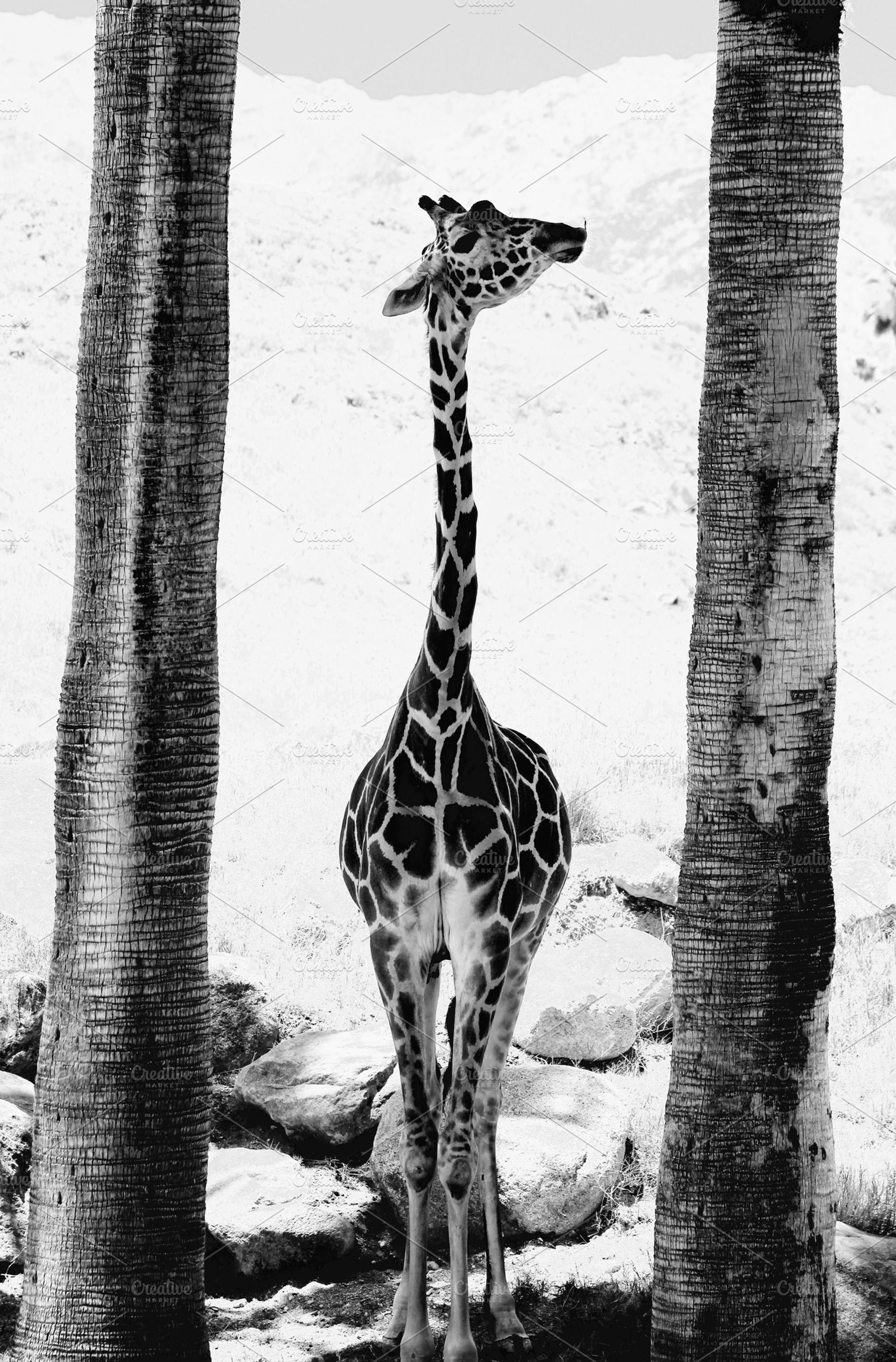 Giraffe between palm trees, an Animal Photo by Open Eye Design