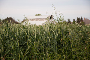 Barn containing nature, natural, and grain