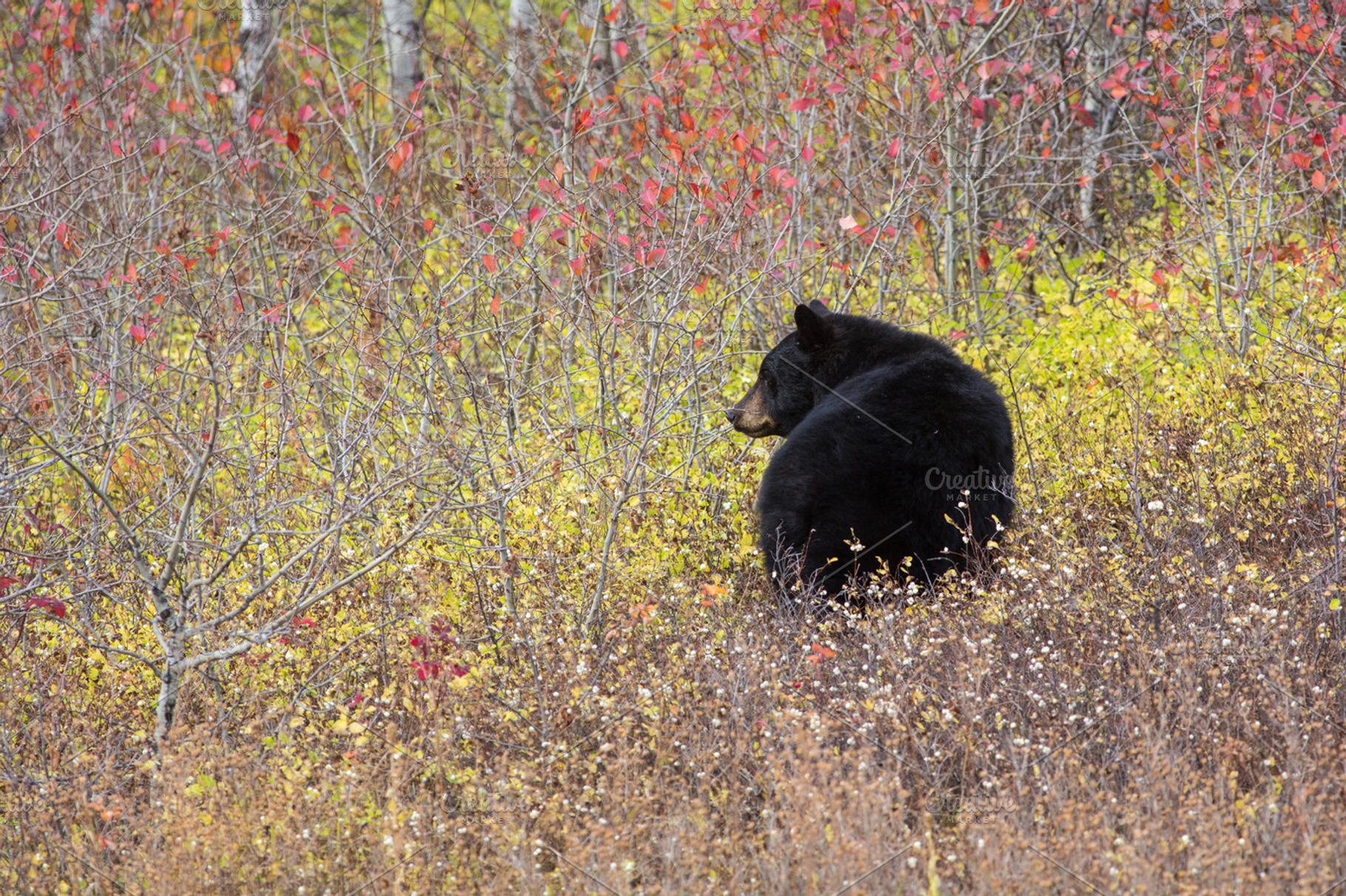 Black Bear, a Nature Photo by ACF Designs