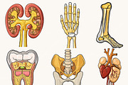 Vector Human Anatomy Clipart, a Person Illustration by Design Scotch (Thumbnail 5 of 9)