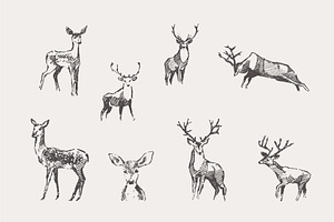 Set Of Sketches Of Noble Deer