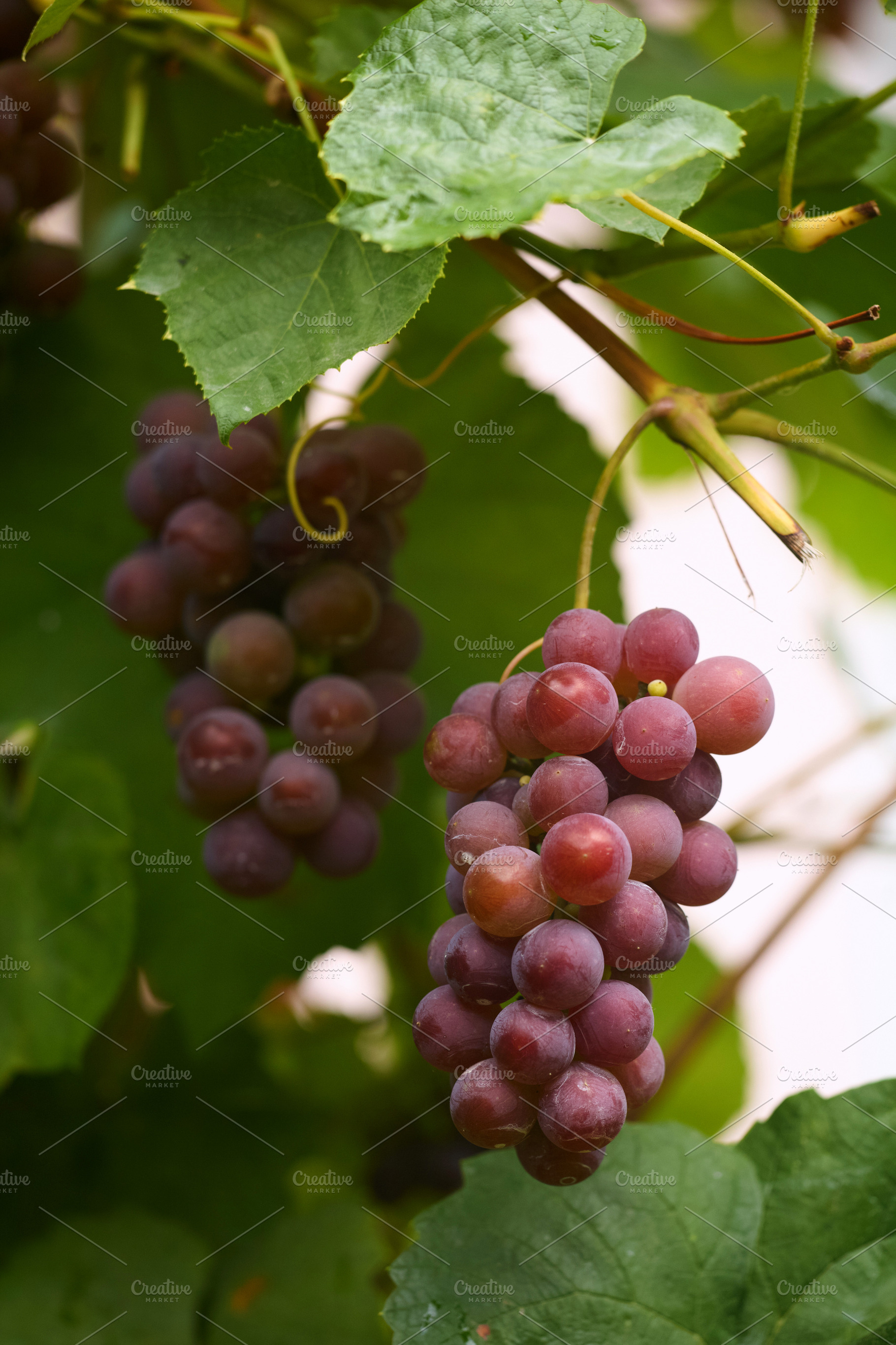 Ripe pink and red grapes hanging on vine vertical photo. Vertical close-up phot, a Food & Drink Photo by Rohan Photography