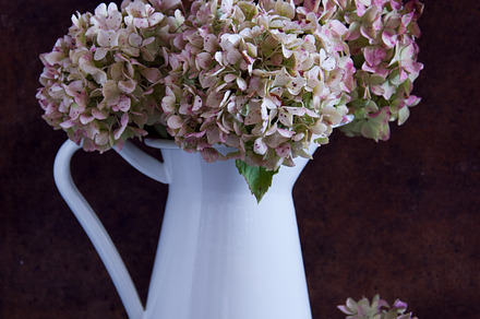 Dried hydrangea flowers stock photo containing arrangement and artistic, a Nature Photo by letterberry