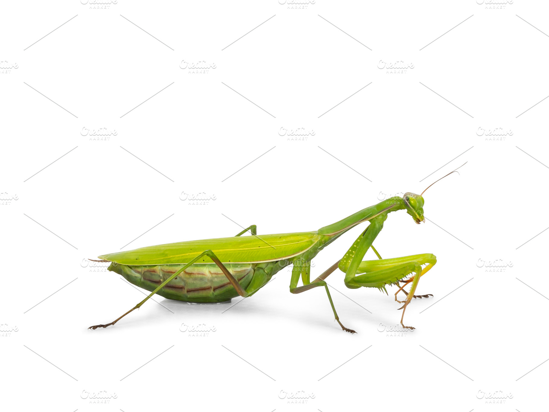Praying Mantis on white background, an Animal Photo by Cat'chy Images by Nynke