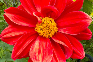 Red Dhalia Flower, a Nature Photo by THP Creative