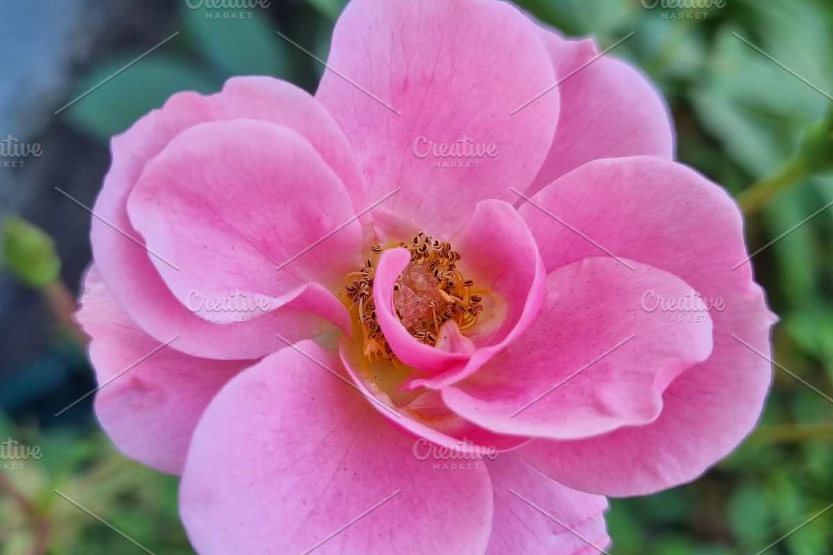 Pink Flower Collection(9 Images), a Photo by Lens of Hom (Photo 2 of 3)