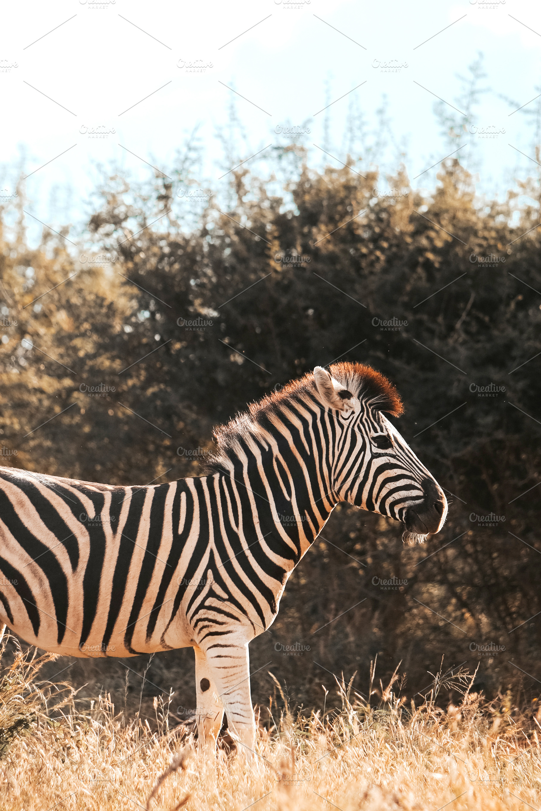 African zebra, an Animal Photo by Kzara Visual Concepts