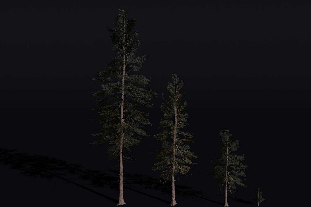 The Scots Pine Tree, a Plants & Tree 3D Model by FuturePastCreatives (Photo 1 of 8)