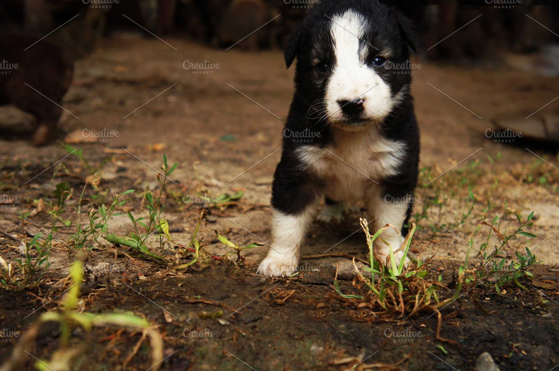 Puppy Stock Photo Containing Puppy And Doggy