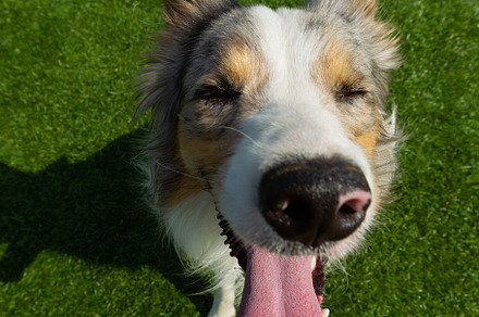 Border collie breed dog for a walk o stock photo containing dog and run, an Animal Photo by oleghz