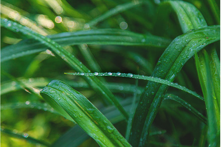 Water drops on grass leaves, a Nature Photo by yanadjana
