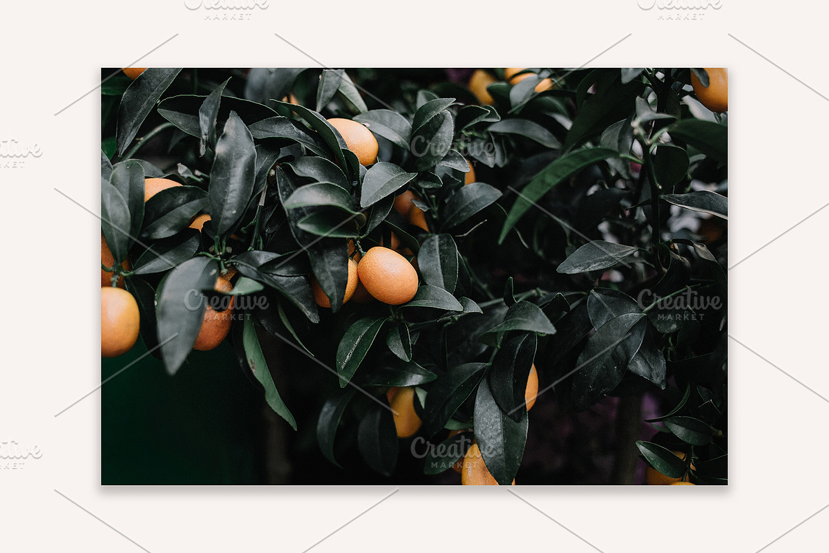 Lifestyle Bundles Collection 2, a Beauty & Fashion Photo by Floral Deco (Photo 31 of 66)