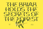 Briar - Fluid Variable Typeface, a Sans Serif Font by Barrett Reid-Maroney (Thumbnail 6 of 10)