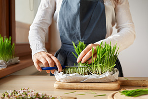 Hands harvesting fresh green barley grass, indoors, a Food & Drink Photo by Madeleine Steinbach