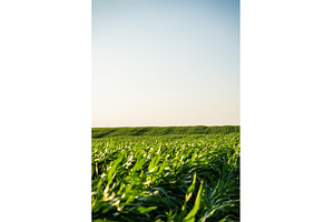 Structured cornfield with young, a Nature Photo by volodymyrshtun13795