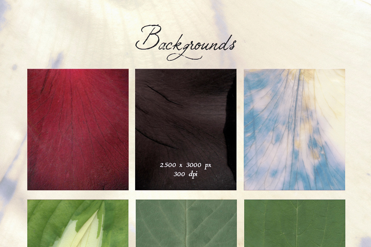 Petals Garden Collage Kit, an Object Graphic by Purple (Photo 9 of 15)