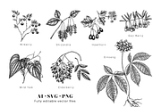 Adaptogenic Plants Vector Collection, a Healthcare Illustration by Yevheniia (Thumbnail 4 of 9)