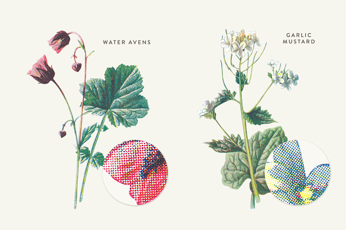 Vintage Flower Illustrations Bundle, an Illustration by Greta Ivy (Photo 31 of 62)