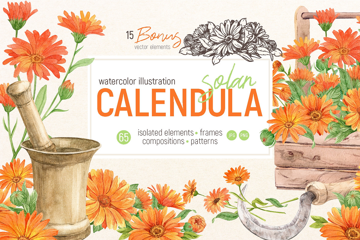 Solar Calendula. Watercolor set, an Illustration by Tata Pilip (Photo 1 of 7)