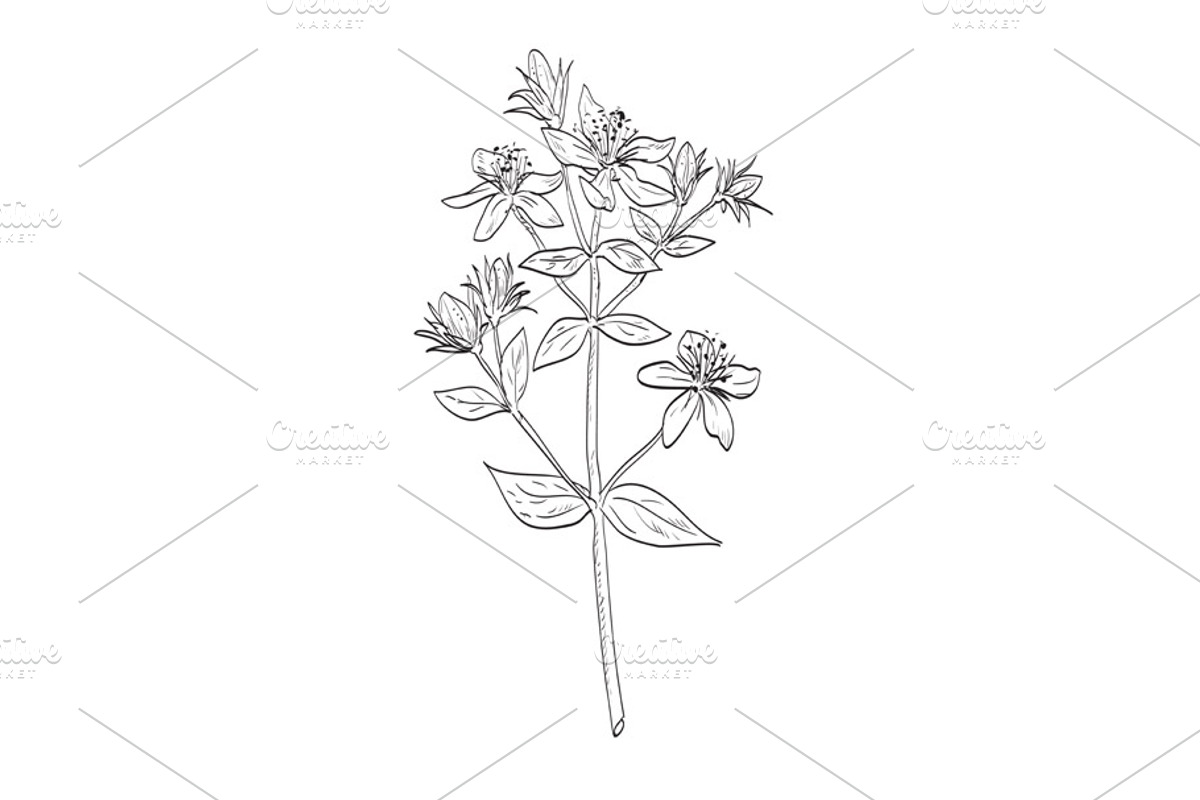 St. John's Wort Wild Plant Drawing, an Object Illustration by patrimonio (Photo 1 of 3)