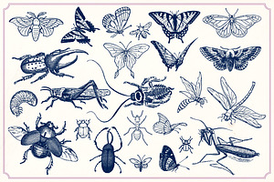 Vintage Insects And Butterflies