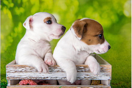 Two cute jack russell terrier, an Animal Photo by COLORFUL