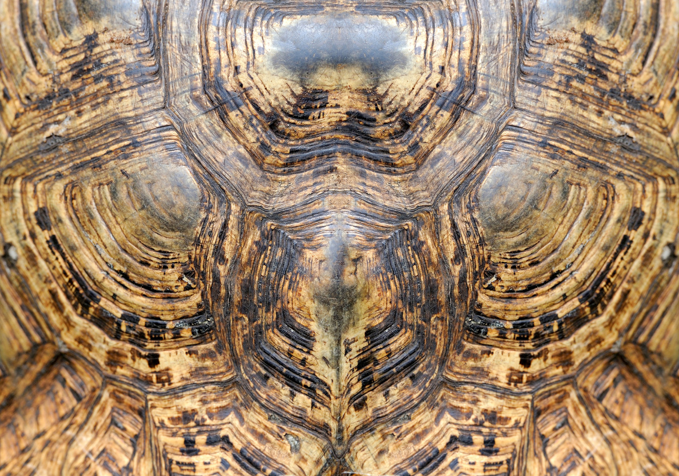 Turtle skin featuring turtle, shell, and animal, an Animal Photo by Byrdyak